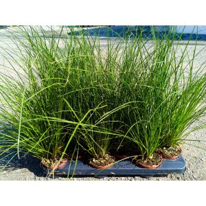 Ostrica Howardova (Carex howardii) ‘PHOENIX GREEN’-  kont. P11